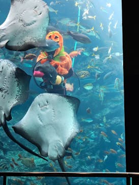 下田海中水族館に投稿された画像（2024/10/7）