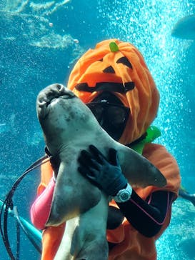 下田海中水族館に投稿された画像（2024/10/7）