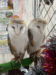 あうるぱーく フクロウカフェ池袋に投稿された画像（2024/10/7）