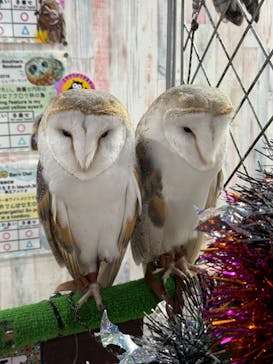 あうるぱーく フクロウカフェ池袋に投稿された画像（2024/10/7）