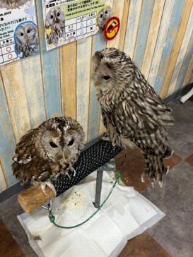 あうるぱーく フクロウカフェ池袋に投稿された画像（2024/10/7）