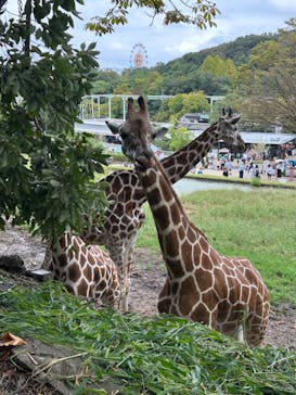名古屋市東山動植物園に投稿された画像（2024/10/7）
