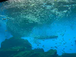 仙台うみの杜水族館に投稿された画像（2024/10/7）