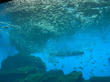 仙台うみの杜水族館に投稿された画像（2024/10/7）