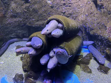 仙台うみの杜水族館に投稿された画像（2024/10/7）