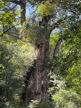 Yamakara屋久島に投稿された画像（2024/10/7）