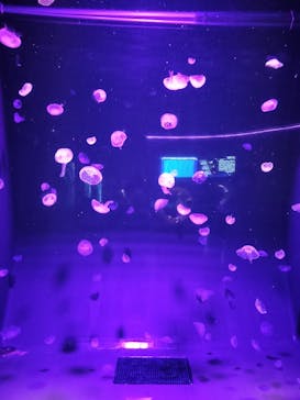 島根県立 しまね海洋館に投稿された画像（2024/10/7）