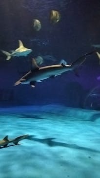 島根県立 しまね海洋館に投稿された画像（2024/10/7）