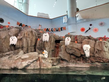 島根県立 しまね海洋館に投稿された画像（2024/10/7）