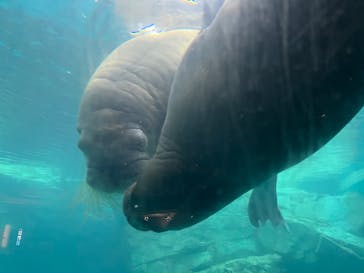 大分マリーンパレス水族館 「うみたまご」に投稿された画像（2024/10/7）