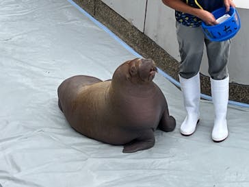 大分マリーンパレス水族館 「うみたまご」に投稿された画像（2024/10/7）
