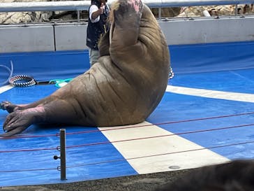 大分マリーンパレス水族館 「うみたまご」に投稿された画像（2024/10/7）