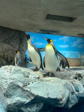 鴨川シーワールドに投稿された画像（2024/10/7）