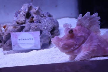 マクセル アクアパーク品川に投稿された画像（2024/10/7）