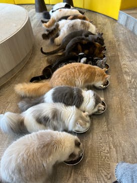 猫カフェモカ 京都河原町店に投稿された画像（2024/10/7）