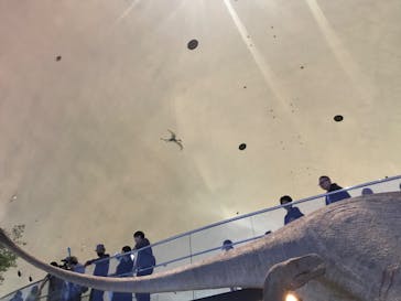 福井県立恐竜博物館に投稿された画像（2024/10/7）