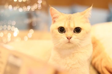 猫カフェモカ 名古屋栄店に投稿された画像（2024/10/7）