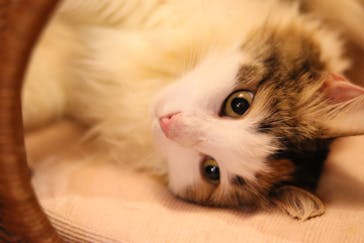 猫カフェモカ 名古屋栄店に投稿された画像（2024/10/7）