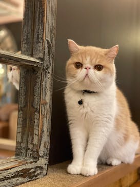 猫カフェモカ 名古屋栄店に投稿された画像（2024/10/7）