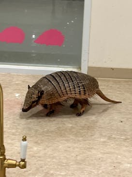 アニタッチPARKイオンモール太田に投稿された画像（2024/10/8）