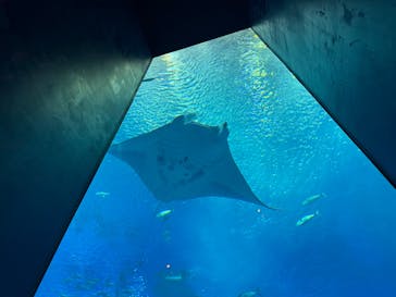 沖縄美ら海水族館に投稿された画像（2024/10/8）