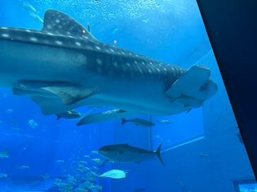 沖縄美ら海水族館に投稿された画像（2024/10/8）