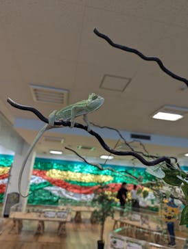 いきもの探検隊湘南に投稿された画像（2024/10/8）