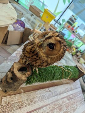 いきもの探検隊湘南に投稿された画像（2024/10/8）