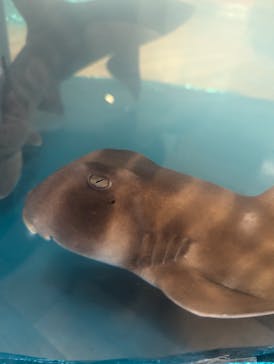 いきもの探検隊湘南に投稿された画像（2024/10/8）