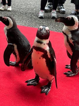 おさるランド＆アニタウン　日光さる軍団劇場に投稿された画像（2024/10/8）