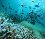 青の洞窟専門店　沖縄ダイビングショップ和に投稿された画像（2024/10/8）