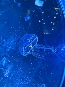 名古屋港水族館に投稿された画像（2024/10/8）