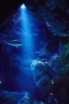 サンシャイン水族館に投稿された画像（2024/10/8）