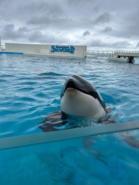 鴨川シーワールドに投稿された画像（2024/10/8）