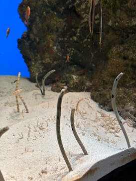 鴨川シーワールドに投稿された画像（2024/10/8）