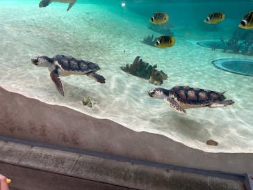 鴨川シーワールドに投稿された画像（2024/10/8）