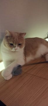 猫カフェモカ　新宿店に投稿された画像（2024/10/8）