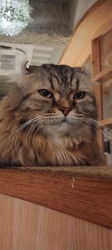 猫カフェモカ　新宿店に投稿された画像（2024/10/8）