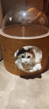 猫カフェモカ　新宿店に投稿された画像（2024/10/8）