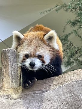 那須どうぶつ王国に投稿された画像（2024/10/8）