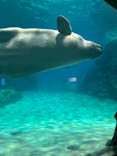 名古屋港水族館に投稿された画像（2024/10/8）