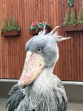 掛川花鳥園に投稿された画像（2024/10/8）