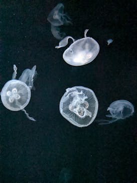 サンシャイン水族館に投稿された画像（2024/10/8）