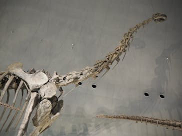 福井県立恐竜博物館に投稿された画像（2024/10/8）