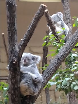 名古屋市東山動植物園に投稿された画像（2024/10/8）