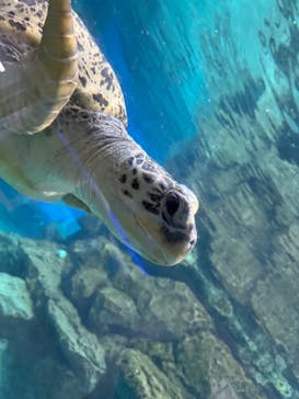 名古屋港水族館に投稿された画像（2024/10/9）