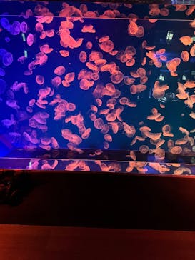 名古屋港水族館に投稿された画像（2024/10/9）