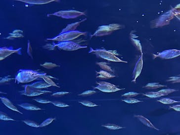 サンシャイン水族館に投稿された画像（2024/10/9）