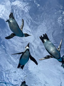 サンシャイン水族館に投稿された画像（2024/10/9）