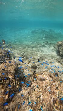 武藤潜水に投稿された画像（2024/10/9）